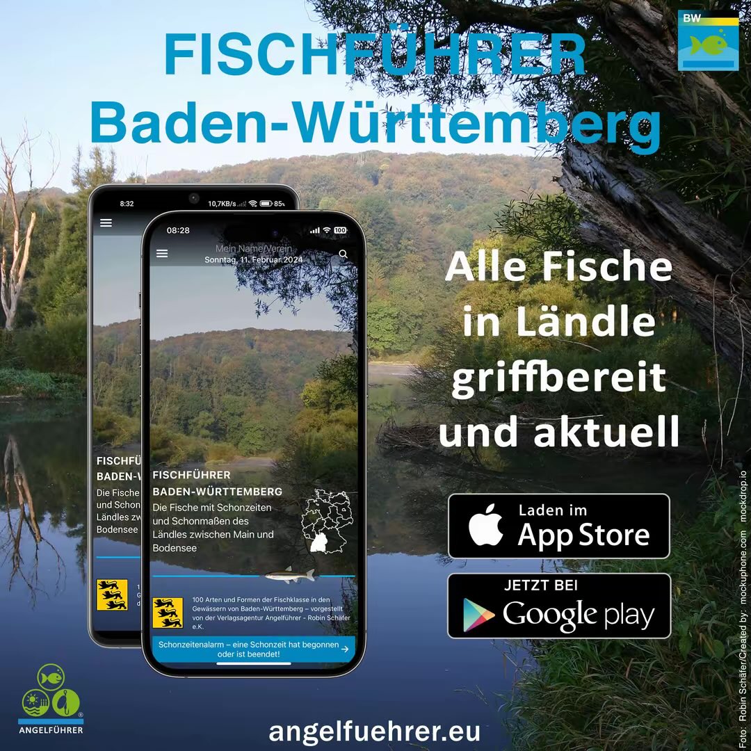 FishguideGer's tweet photo. Mehr Infos zu diesem #Stör #Sturgeon (Acipenser nudiventris) sowie den allgemeinen Schonzeiten und Mindestmaßen deines Bundeslandes, in der FISCHFÜHRER-App im Apple AppStore bzw. bei Google Play oder über https://t.co/6BYK7IZ1Ts
Deutsch und Englisch
#Fische #fish #Angeln https://t.co/caizVkhNmi