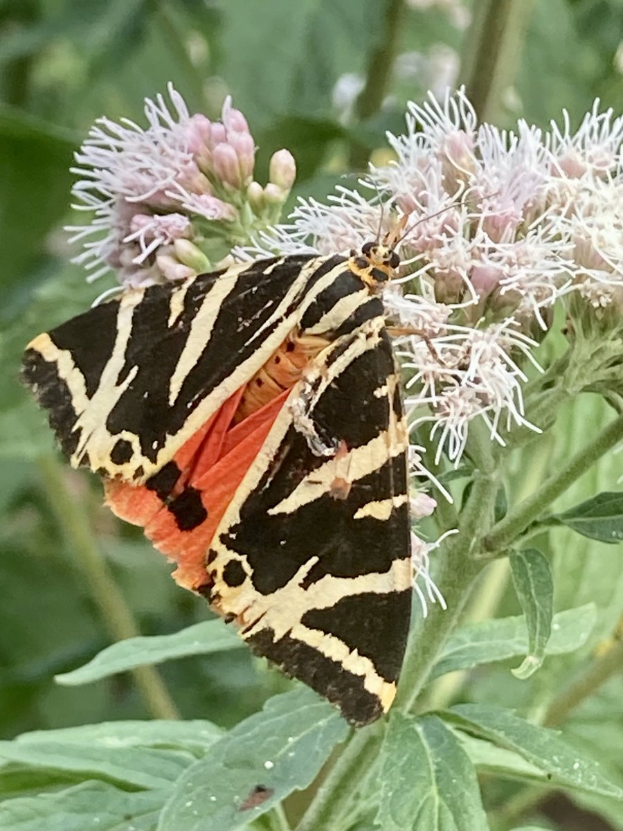 Waternymph1967's tweet photo. Some visitors to my Hemp Agrimony that I managed to capture on my phone (tricky trying to get close!)
A tatty but still beautiful Garden Tiger Moth & a Mint Moth or Small Purple & Gold #moths https://t.co/EvQe7gFuLX