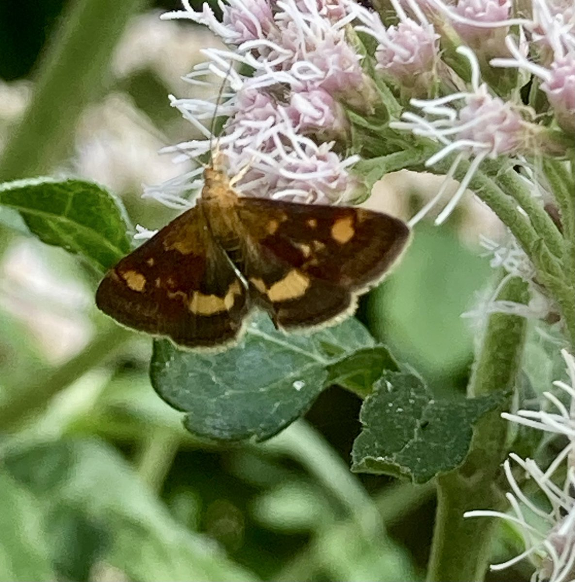 Waternymph1967's tweet photo. Some visitors to my Hemp Agrimony that I managed to capture on my phone (tricky trying to get close!)
A tatty but still beautiful Garden Tiger Moth & a Mint Moth or Small Purple & Gold #moths https://t.co/EvQe7gFuLX