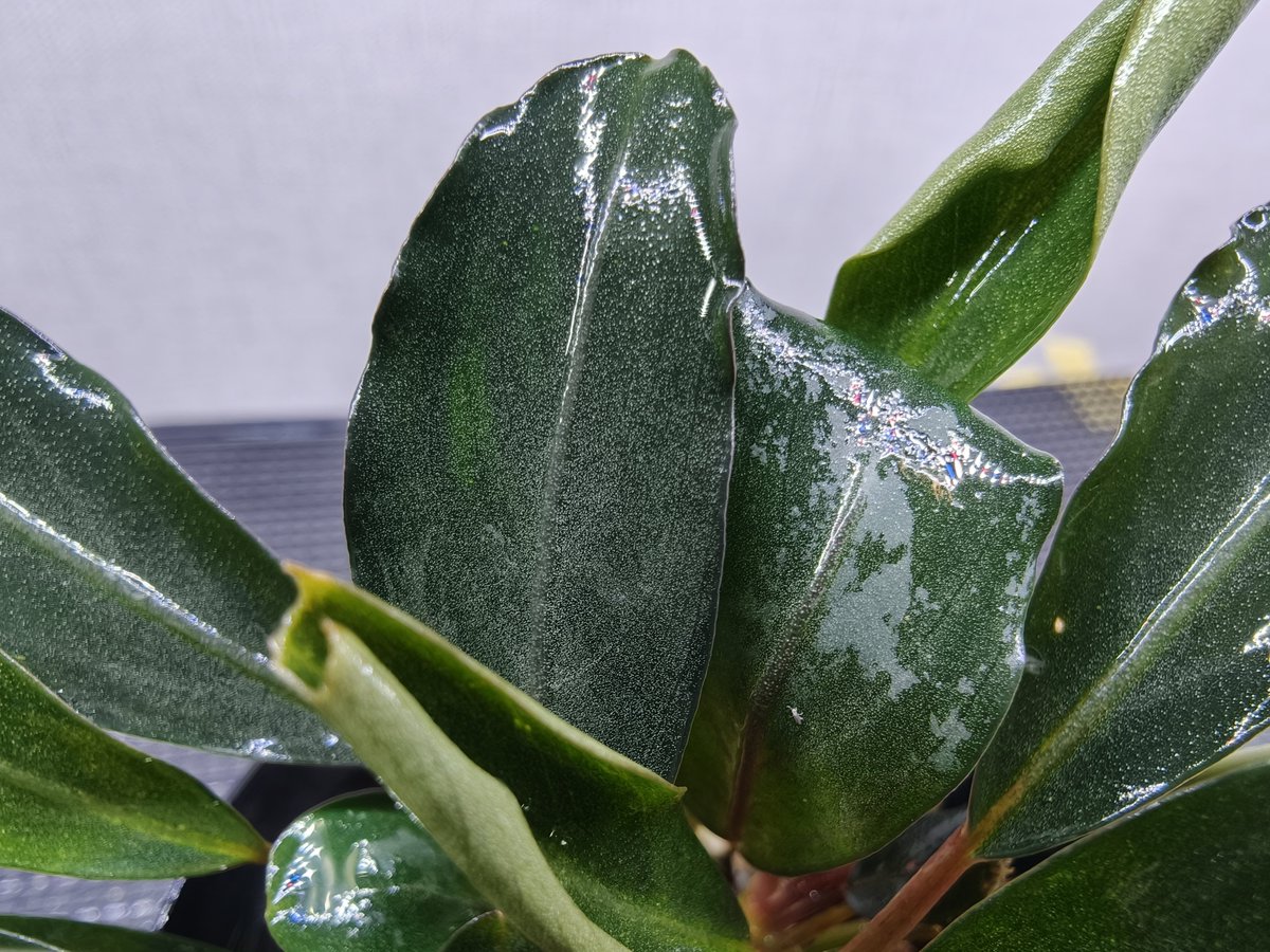 Bucephalandra sp.