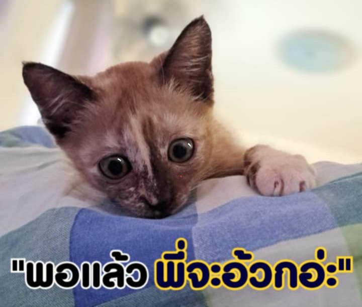 เหลือ​ที่​ให้​ ผมด้วย tweet media