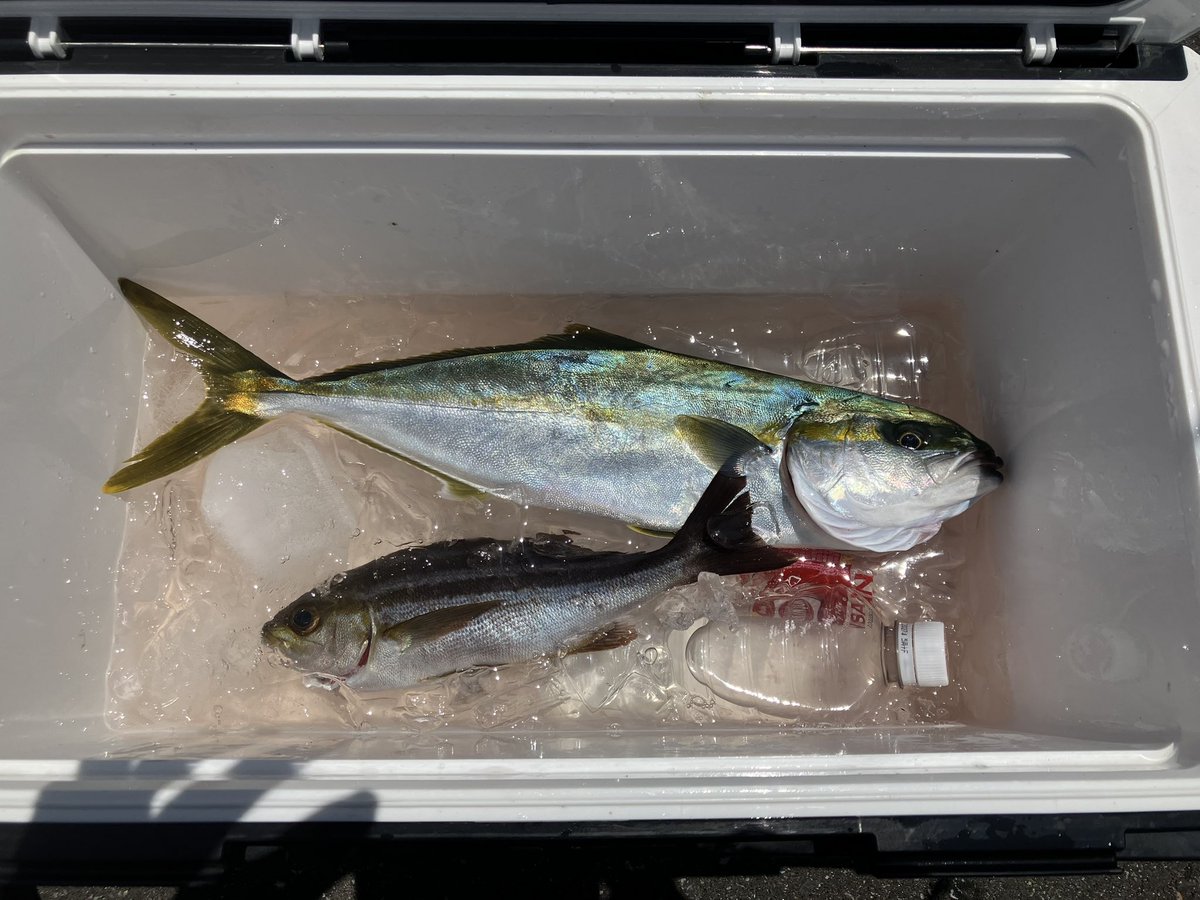 catch_sailfish's tweet photo. 同船者（ど素人）が釣った小マサと私のイサキ１匹
シマアジもう少しで取れた
悔しすぎる😩 https://t.co/ZFZIXQWf3a