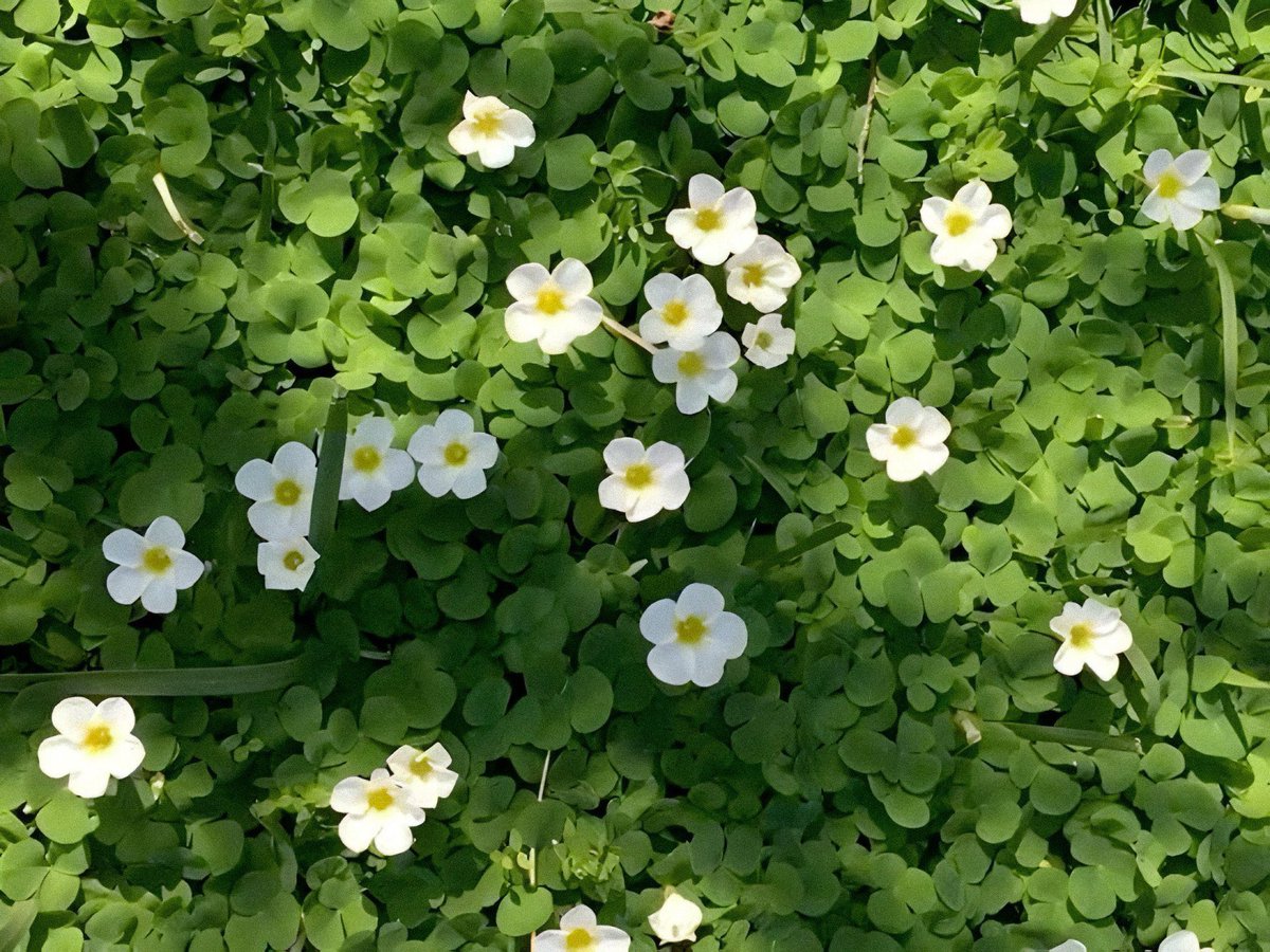 Pure_naturess's tweet photo. https://t.co/MQwhd8iA8V