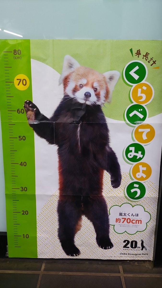 Twintail0141's tweet photo. 千葉市動物公園 森のレストラン
•台湾ラーメン風 ピリ辛醤油ラーメン
•プリン・ア・ラ・ふーた
7/5は風太くんの誕生日だった。おめでとう!! https://t.co/xBCpJc4VuY