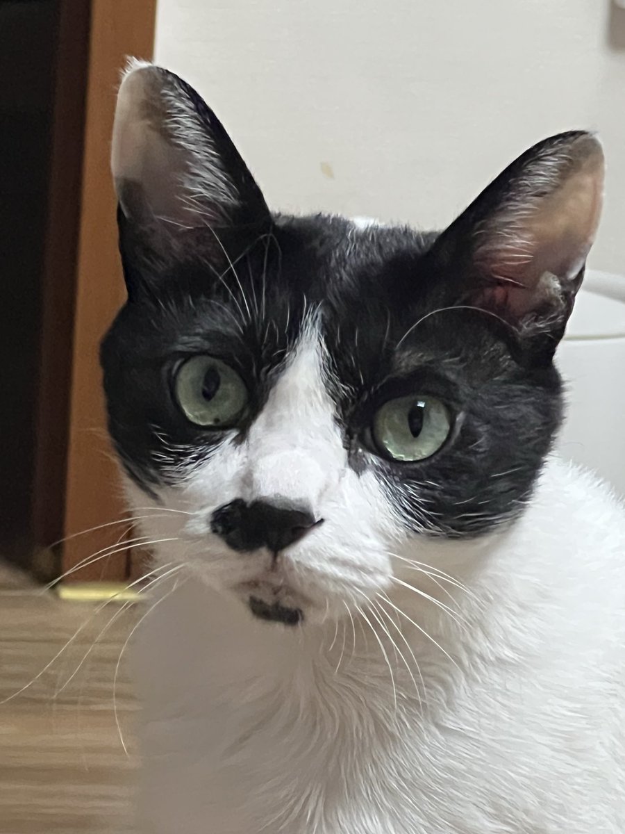 GaRockstarCat's tweet photo. 왕귀왕귀(왕귀니까 왕귀엽다는 뜻) https://t.co/HvEBjEQaSa
