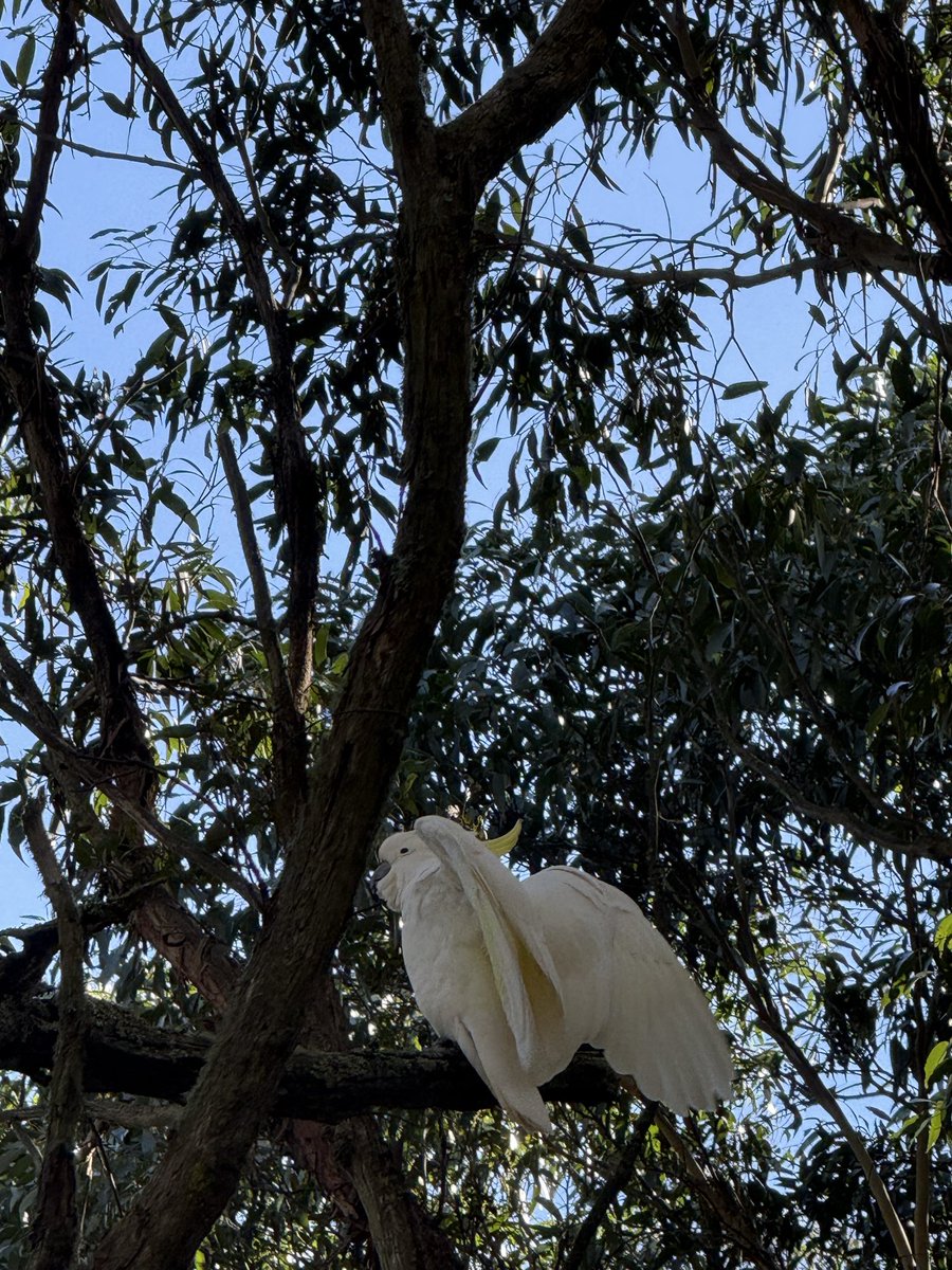 xqp49's tweet photo. surprises from Mt. Macedon https://t.co/yD9DptRm0B