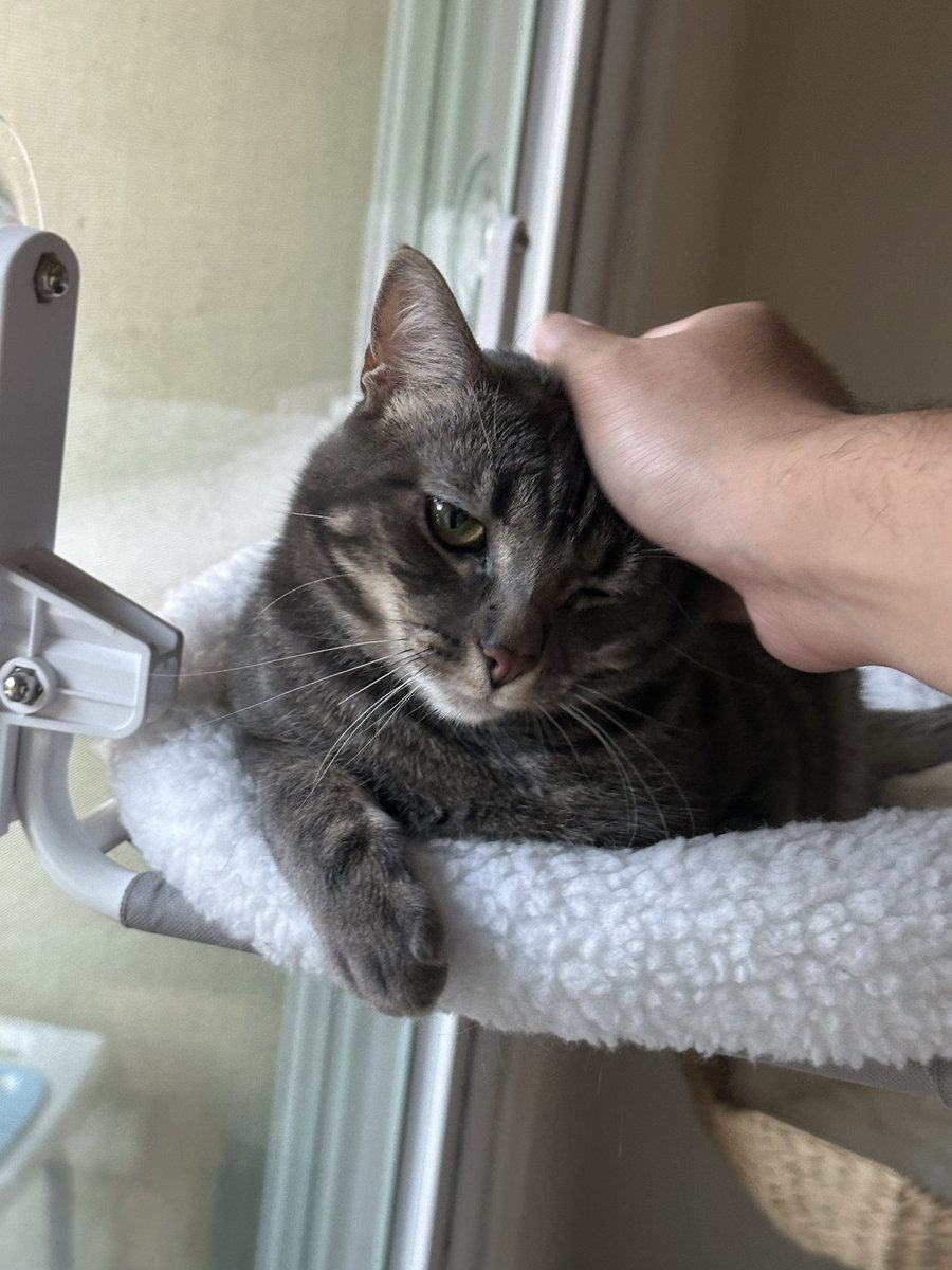 Mungbeanster's tweet photo. toady mission: overtake all of bean’s favorite spots

(yes baby girl is still up for adoption!! please adopt her she’s adorable 😭😭😭😭😭) https://t.co/rqWtI060rA
