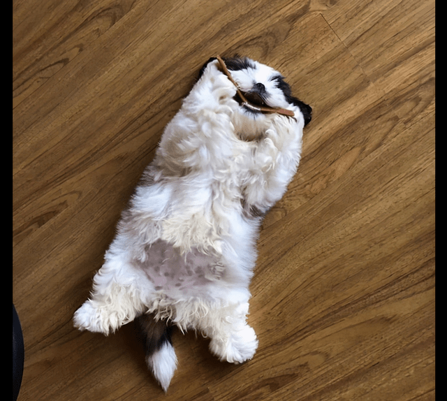 male_switch_'s tweet photo. Our little furball rolled over for the first time today  Every milestone with this guy feels like a win—can’t wait for all the silly days ahead!， https://t.co/SMVrwnP6fq