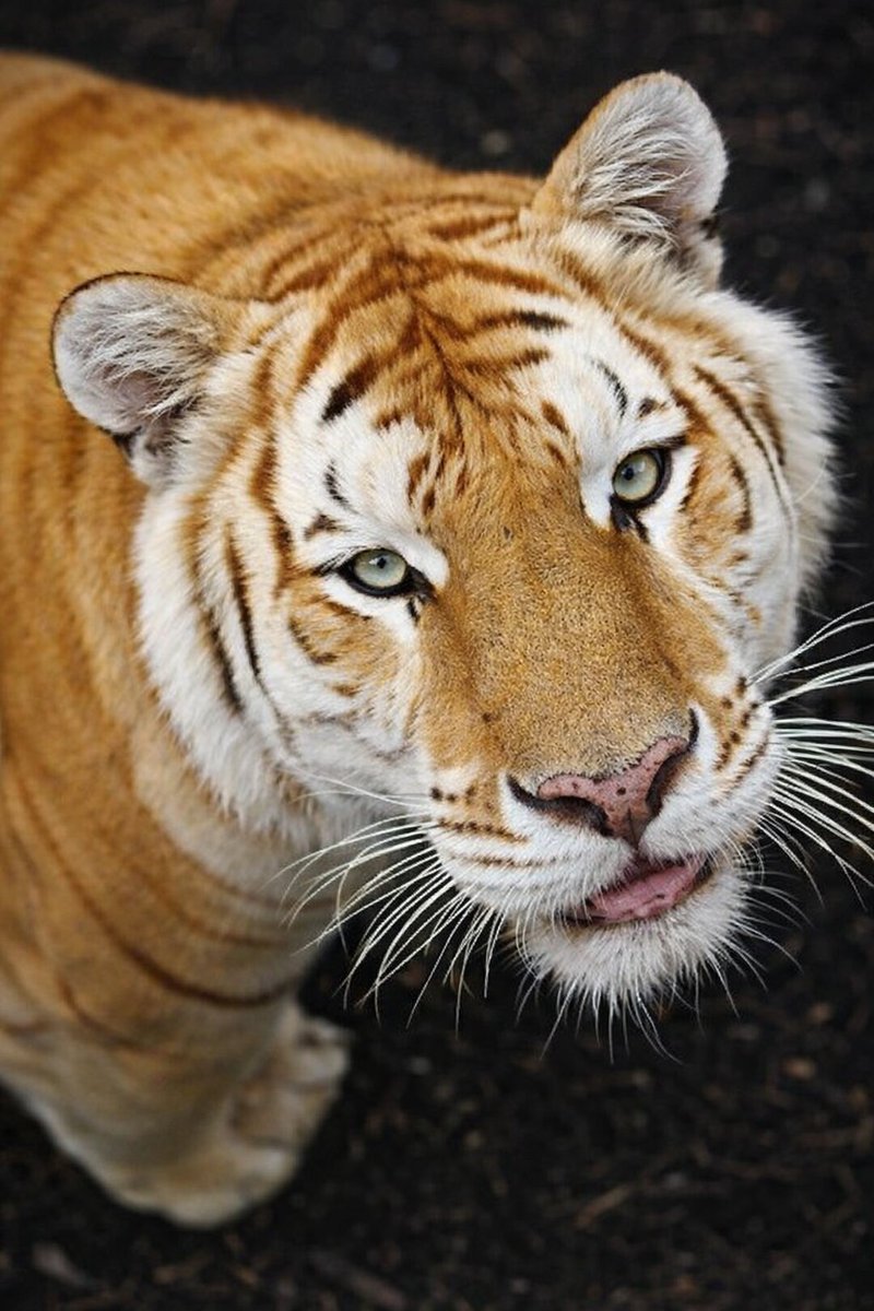 Goldtigercrisis's tweet photo. https://t.co/iLnN0JLvnH