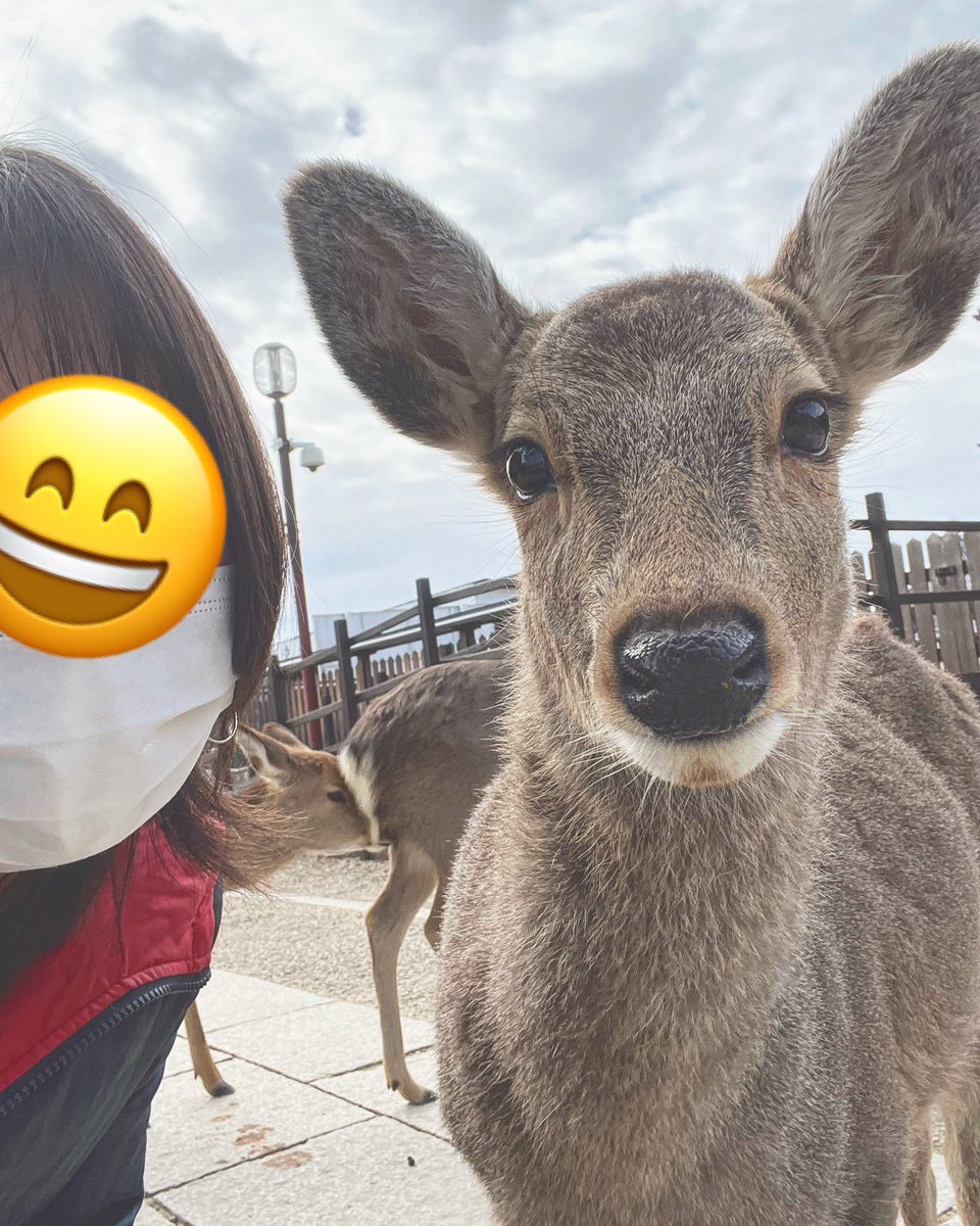 oto_yoiyoi's tweet photo. 高校時代に撮った鹿とのツーショ
よく見てみて、、、、👀🤣 https://t.co/NHre6usCKE