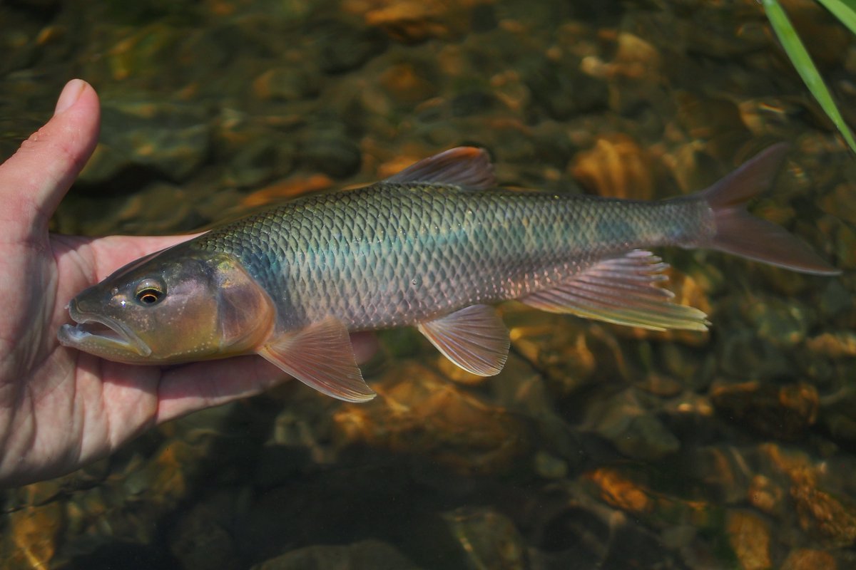 aki__fishing's tweet photo. ハス　
色バチバチで最高 https://t.co/vDGtgIBVsw