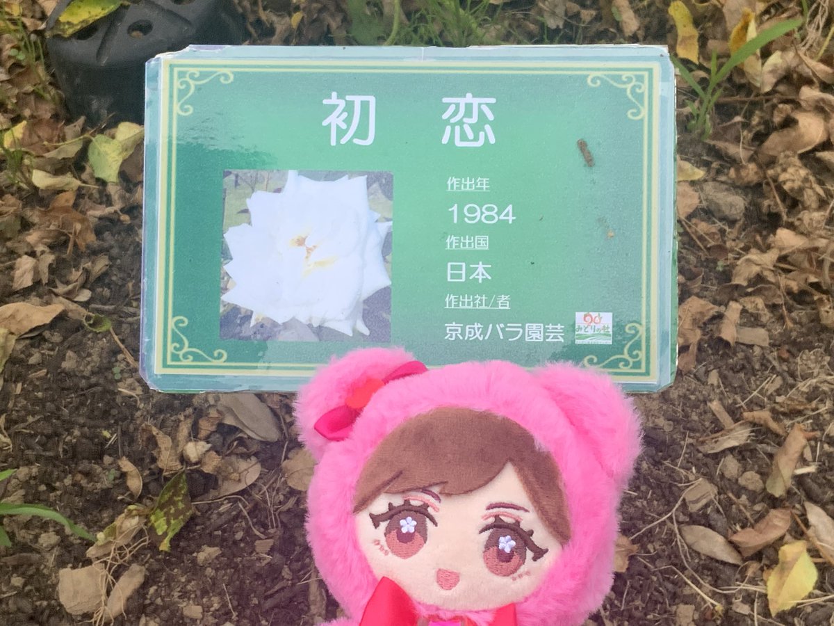 さゆコレ これかな？