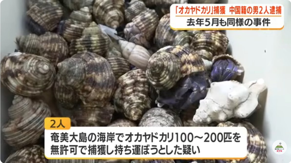 hoshusokuhou's tweet photo. なんで日本で悪いことするの？
【密漁】奄美のオカヤドカリ１３３３匹捕獲　中国籍男2人起訴
・文化財保護法違反
・自称個人投資家の男(28)
・自称ゲーム代行業の男(33)
・「禁止されているとは知らなかった」と供述

知らなかったで済んだら警察いらんわ https://t.co/UNChCbef2e