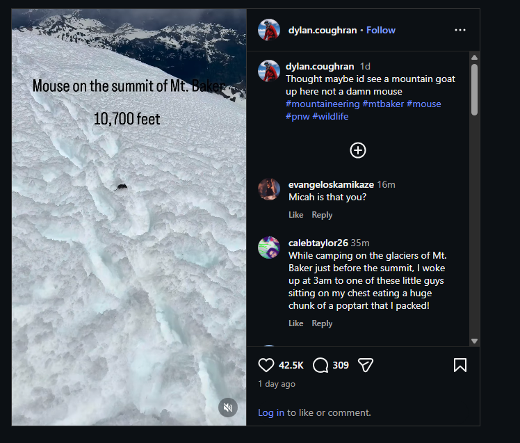 onchaingringo tweet media