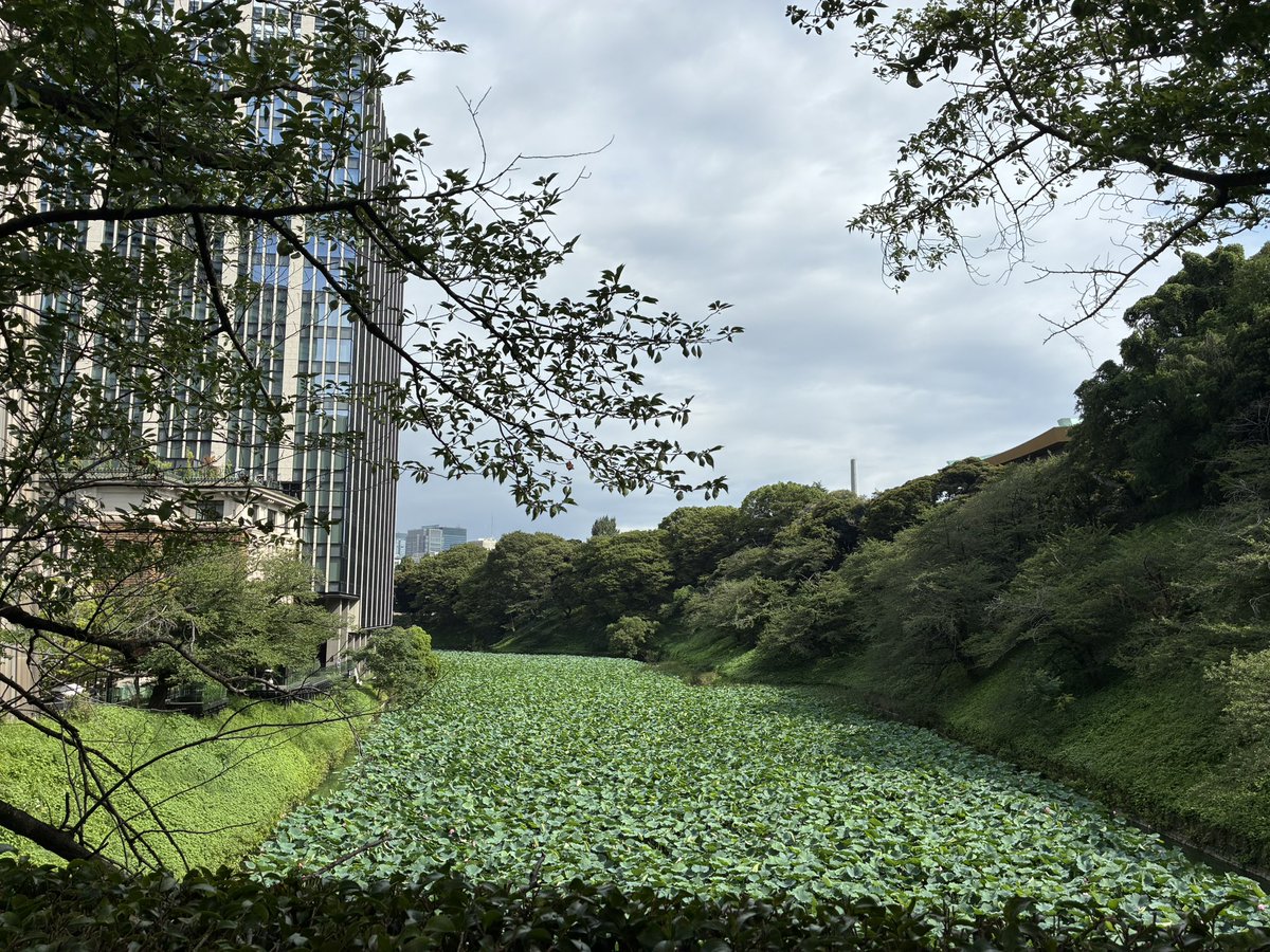 miyukippe's tweet photo. ミンミンミーン https://t.co/Lt4Mgrygh3