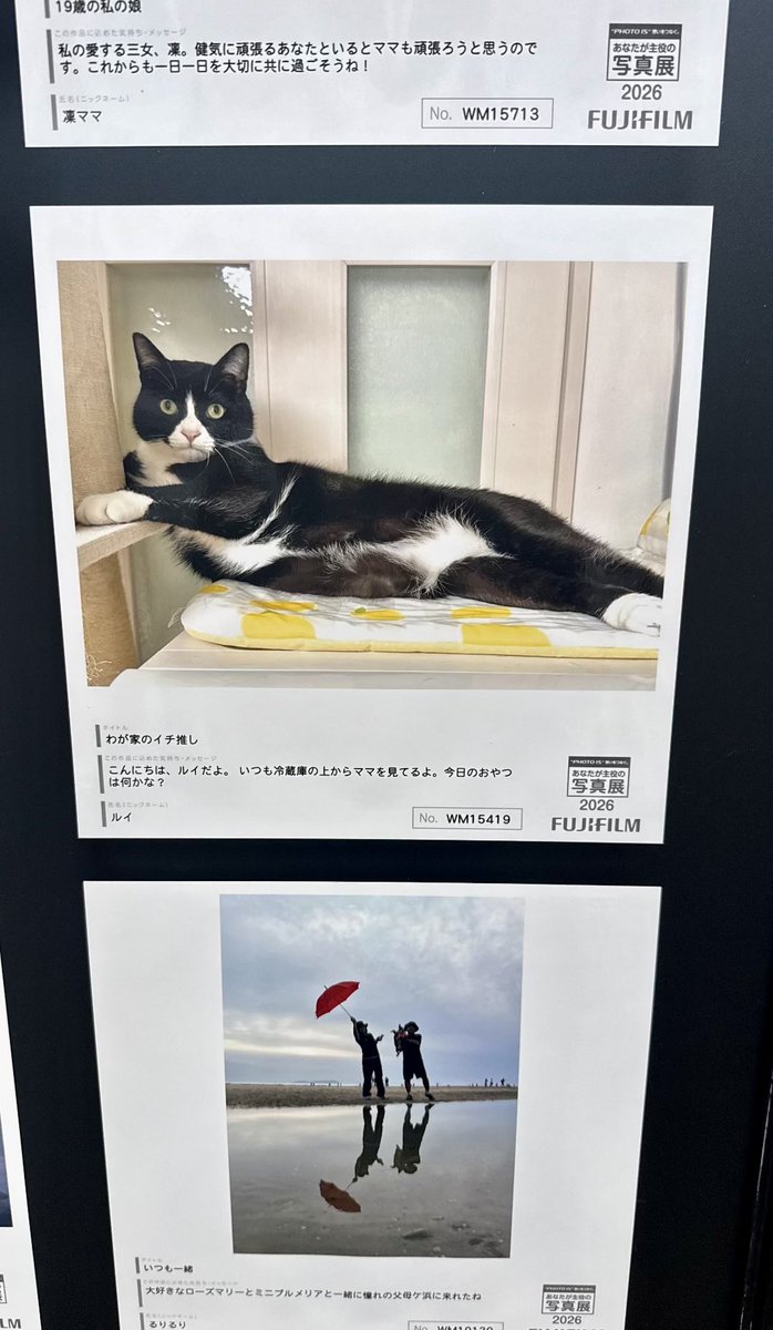 Louder_than_War's tweet photo. ニャンの写真を毎年出展してるのだけど、4年ぶりに会場へ行ってきました🐾 
ちな4年で1kg⇒6kgに😹
#PHOTOIS 
#あなたが主役の写真展📸
#富士フイルム https://t.co/lTRyT7mCsA