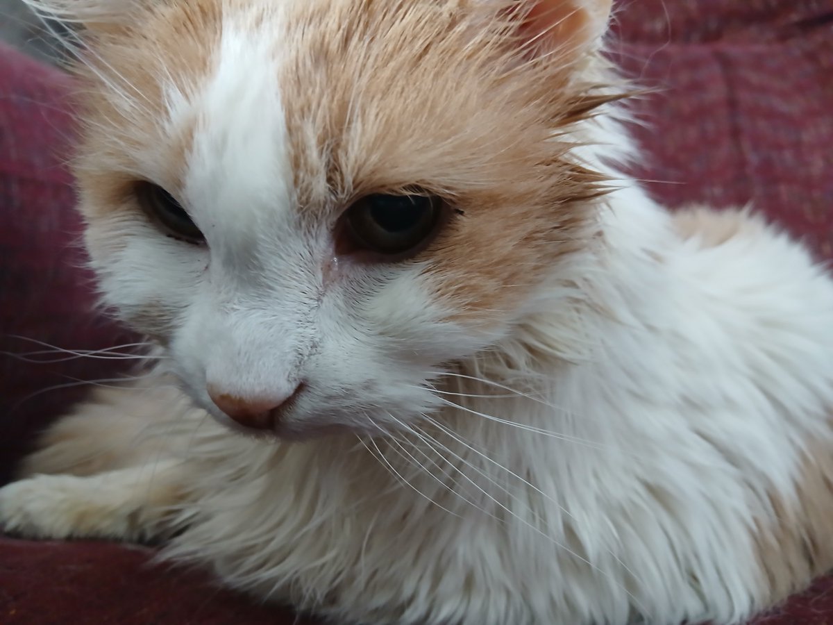 brownjams36's tweet photo. This is Waffle. She was a good cat. She died yesterday at 20 years old. We all love you, Waffle. Even though you were a little slow, you were a good cat. The last of a generation of good cats. Ollie, Hank, Pumpkin. And the progenitor of them all, Trouble. All good cats. RIP. https://t.co/oyPh19m4nk