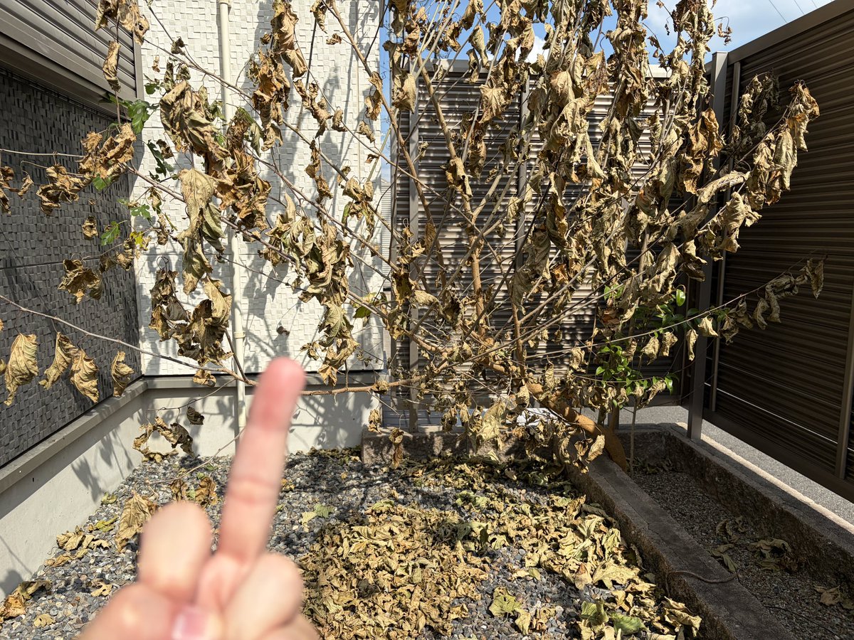 Torin1911's tweet photo. 除草剤すげー！！ https://t.co/dFiygb0ivx