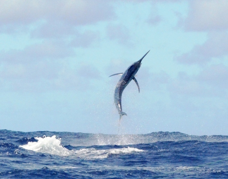 Saye_33's tweet photo. @Pediavenir Et les germanismes ?

Marlin leben                               /                               Toter Marlin https://t.co/BPUZoUEHq3