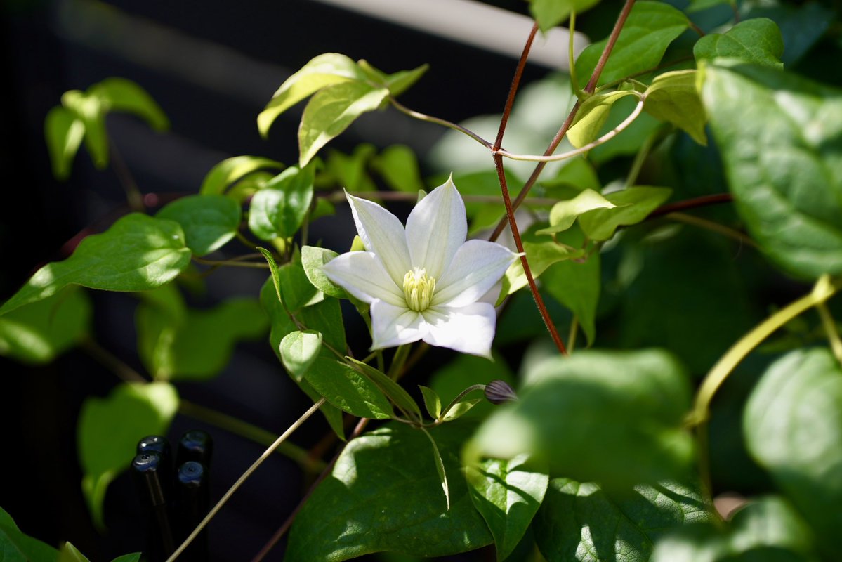 ooedoClematis's tweet photo. 大江戸家のクレマチス開花#84
ホワイト・アルバム(6号鉢)
6月に及川さんから届いたクレマチスが開花。
まだ咲き始めですがイメージ通りの花。
6月到着分も含めると未開花はあと5品種。
#クレマチス 
#ホワイト・アルバム https://t.co/93bg9XaNxK