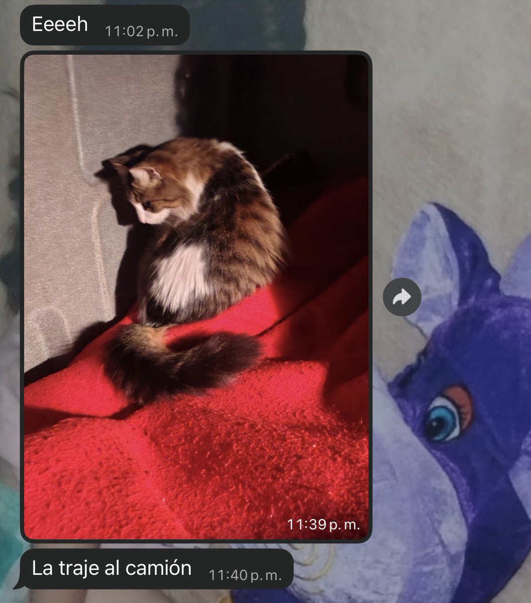 Viik3725's tweet photo. @arillora Mi papá se llevó de viaje a mi gata en camión😭😭😭 https://t.co/laHuWtQ6Mp