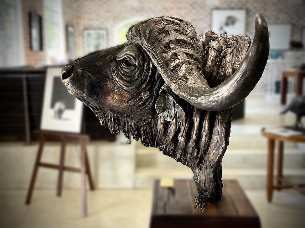 BrandonBronze's tweet photo. Forged in fire. Inspired by the wild.
A life-size bronze Cape Buffalo bust that commands attention from every angle.

Cape Buffalo Bust (Life-size)

Dimensions: 70H x 106W x 70L cm
Material: Bronze
Weight: 80kg

#BronzeSculpture #CapeBuffalo #WildlifeArt #AfricanWildlife #FineArt https://t.co/IlQnYFtonn