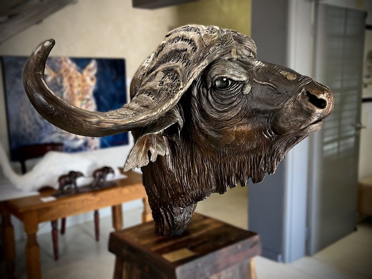 BrandonBronze's tweet photo. Forged in fire. Inspired by the wild.
A life-size bronze Cape Buffalo bust that commands attention from every angle.

Cape Buffalo Bust (Life-size)

Dimensions: 70H x 106W x 70L cm
Material: Bronze
Weight: 80kg

#BronzeSculpture #CapeBuffalo #WildlifeArt #AfricanWildlife #FineArt https://t.co/IlQnYFtonn