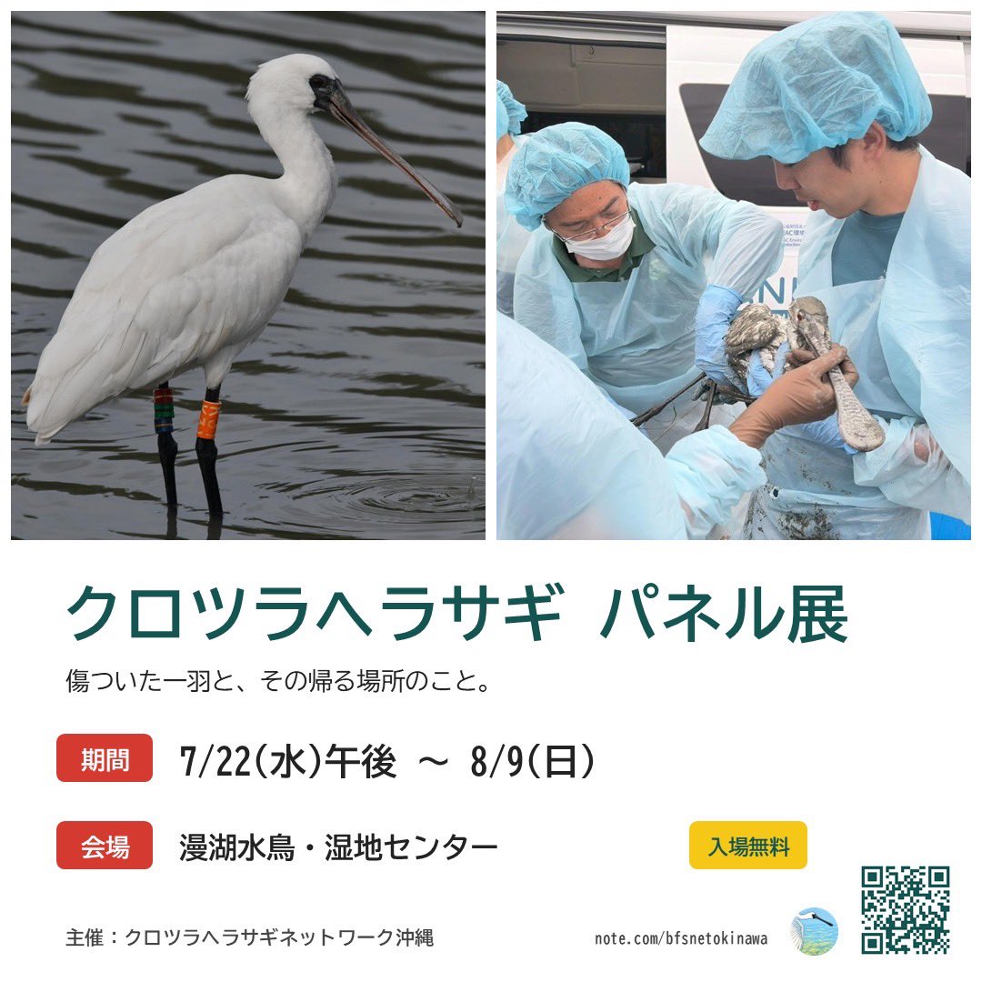 bfsp_okinawa's tweet photo. クロツラヘラサギ パネル展 ～未来へつなぐ、クロツラヘラサギの命とくらし～
を開催します！
📅 7月22日（水）午後 ～ 8月9日（日） 📍 会場：漫湖水鳥・湿地センター 💰 入場無料
クロツラヘラサギの命とくらし、そして未来へつなぐための取り組みをご紹介します。
この機会にぜひご覧ください🤗 https://t.co/t7JZuzn5xi
