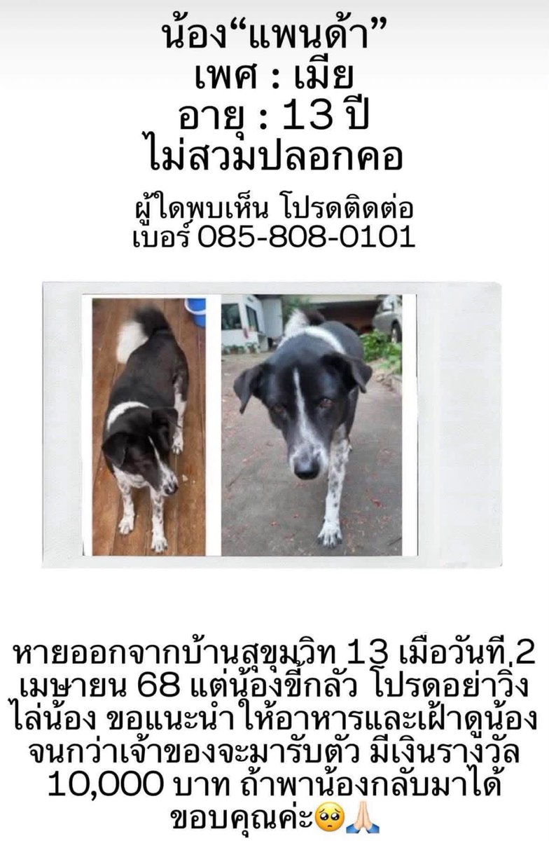 EDDIE_CST's tweet photo. 隔了一年米妮泰國家的狗狗Panda依然還沒回家，希望有住在泰國曼谷的朋友們能幫忙多留意路上的狗狗們，有看到跟Panda很相似的人，請撥打電話協助文中內的聯絡人，謝謝。
文章請大家有看到的人，多多幫忙轉發

ผ่านมา 1 ปีแล้ว แต่ Panda สุนัขของครอบครัวมินนี่ยังไม่ได้กลับบ้าน
หากใครอาศัยอยู่ในกรุงเทพฯ ประเทศไทย รบกวนช่วยสังเกตสุนัขตามท้องถนนด้วยนะคะ หากพบสุนัขที่มีลักษณะคล้าย Panda โปรดโทรติดต่อผู้ประสานงานตามหมายเลขโทรศัพท์ที่ระบุไว้ในโพสต์
หากเห็นโพสต์นี้ รบกวนช่วยแชร์ต่อด้วยนะคะ เพื่อเพิ่มโอกาสให้ Panda ได้กลับบ้าน ขอบคุณมากค่ะ 🙏🤍

It has been a year, and Panda, Minnie’s family dog in Thailand, still hasn’t found the way home.
If you live in Bangkok, Thailand, please keep an eye out for dogs you see on the streets. If you see a dog that looks similar to Panda, please call the phone number provided in the original post to contact the person in charge.
If you see this post, please help share it to reach more people and increase the chances of Panda finding the way back home. Thank you very much. 🙏🤍

1년이 지났지만 민니 가족의 반려견 **판다(Panda)**는 아직도 집으로 돌아오지 못했습니다.
태국 방콕에 거주하시는 분들께서는 길에서 보이는 강아지들을 한 번 더 관심 있게 살펴봐 주세요. Panda와 비슷한 강아지를 발견하셨다면, 게시글에 안내된 전화번호로 연락해 주시기 바랍니다.
이 글을 보신 분들은 더 많은 분들이 볼 수 있도록 많이 공유해 주세요. Panda가 하루빨리 가족의 품으로 돌아갈 수 있기를 바랍니다. 감사합니다. 🙏🤍

#MINNIE #민니 #ณิชายนตรรักษ์ #ミンニ #아이들 #idle #thailand #bangkok #lostpet