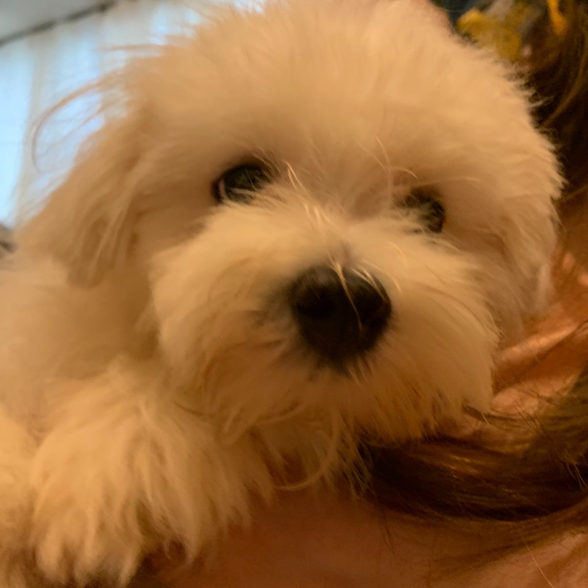 kuruminococoro's tweet photo. 昨日、出会ったマルチーズの男の子。毛玉だらけで、ワクチンも一回しかしておらず、劣悪な環境のなかに、怯えていたので
うちに迎える事にしたよ。
お風呂に入れて、チョキチョキ、モフモフになったよ。
新しい家族の
むっちゃんです☺️
どうぞよろしくお願いします☀️ https://t.co/YTIk5ZyDuk