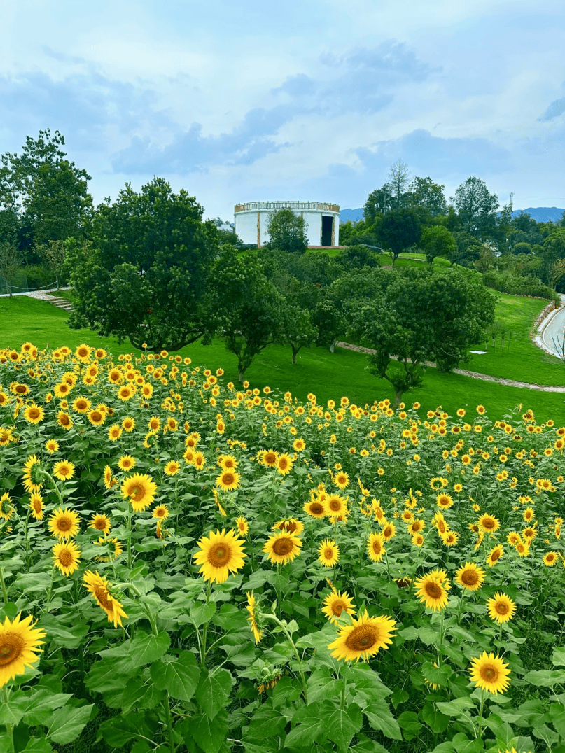 bemydream___'s tweet photo. Just discovered a new local sunflower farm—walking through endless golden blooms at sunrise hits different!  Can’t wait to come back with more friends soon. https://t.co/vLBlvw8QAa