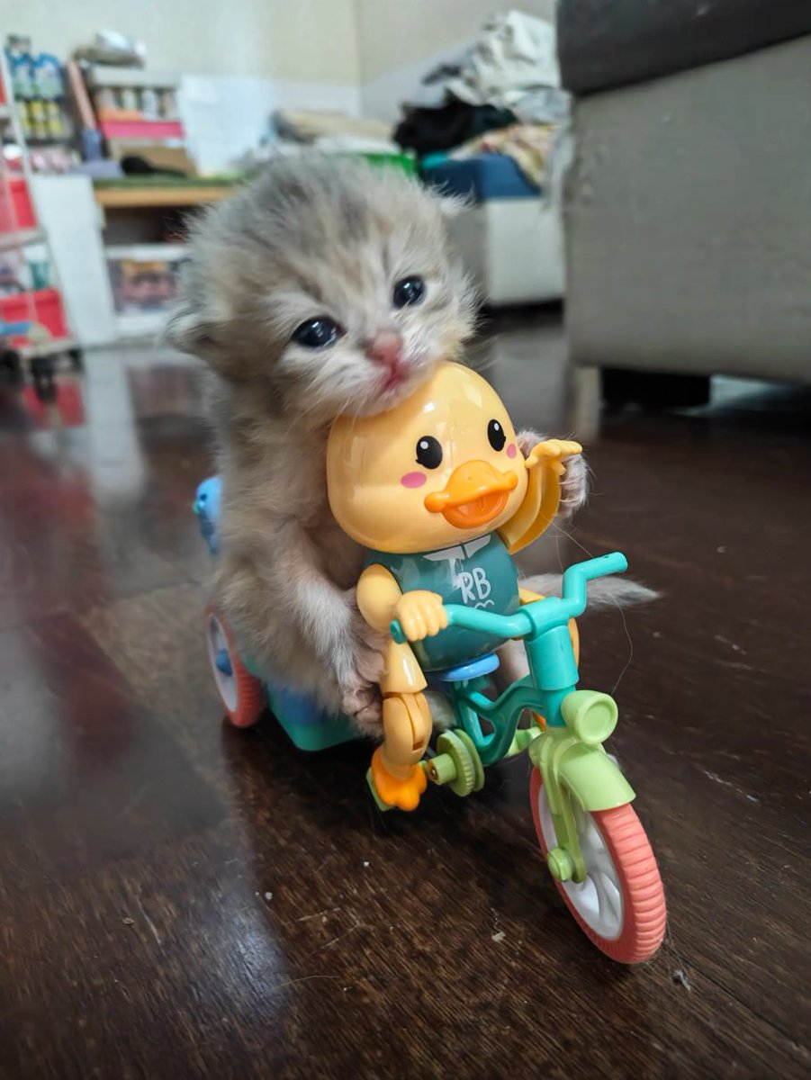 culKitten's tweet photo. https://t.co/c2Y39W9lyW