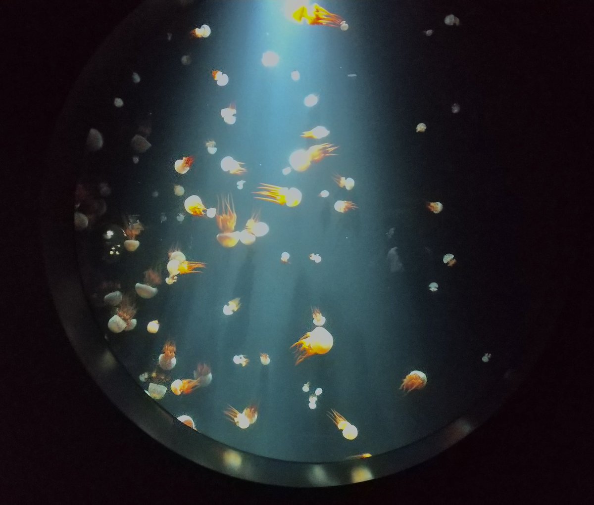 kanpappa's tweet photo. 水族館に行ってましたよ https://t.co/YcZZ8x0DIN