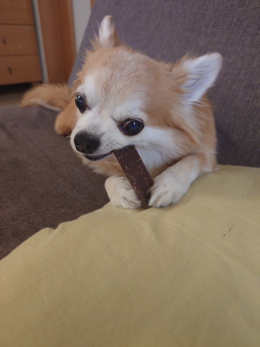 hata3410's tweet photo. ほたるくん、おやつタイム🍪
おやつって言っても歯みがきガムだけどね😁 https://t.co/Wqv59WiGvZ