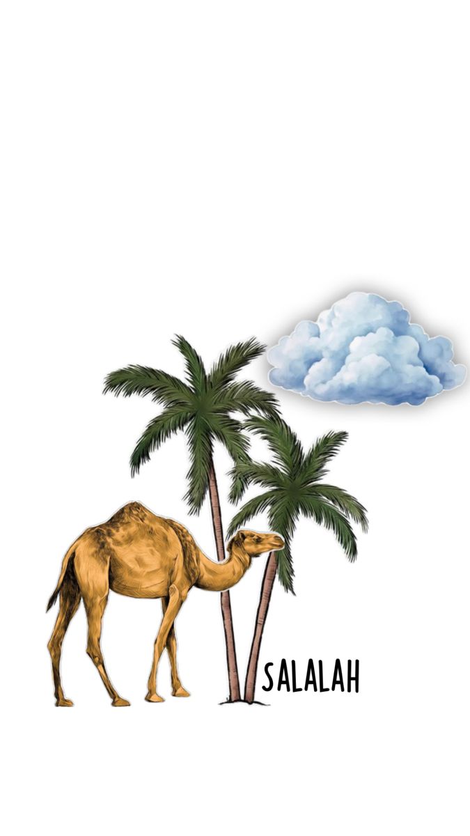 أصـالـة الـعامـرية tweet media