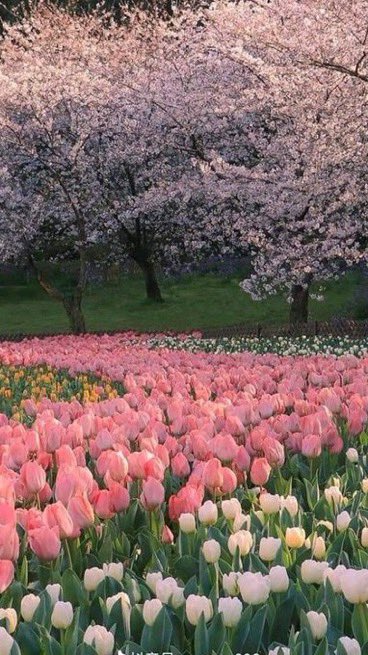 _Naturaee's tweet photo. A meadow of tulips https://t.co/dLuBb5gwKI