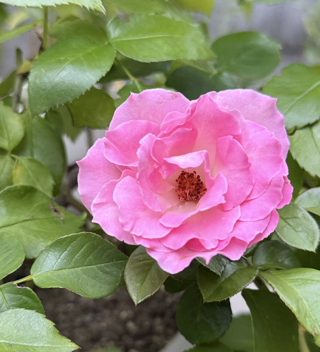 Null45326's tweet photo. 今日咲いてるよ🍓🧊🌹
🌸🐎 https://t.co/wZKanKt02B
