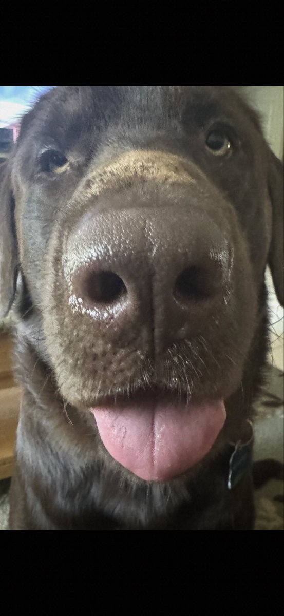 RGruppe383's tweet photo. @Emmavegl Being a dog parent is something special https://t.co/OQbOepCEoj