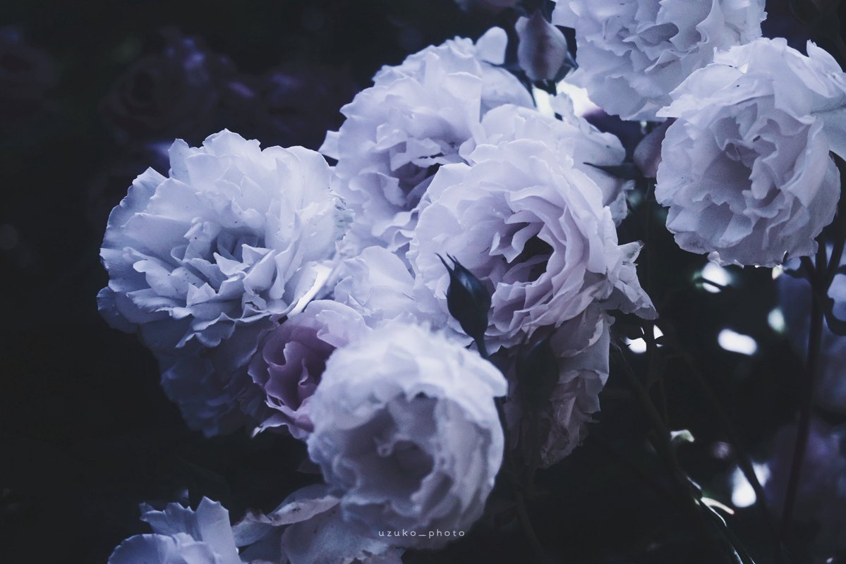 uzuko_photo's tweet photo. 純白の成れの果て https://t.co/v6IzAfYLy9