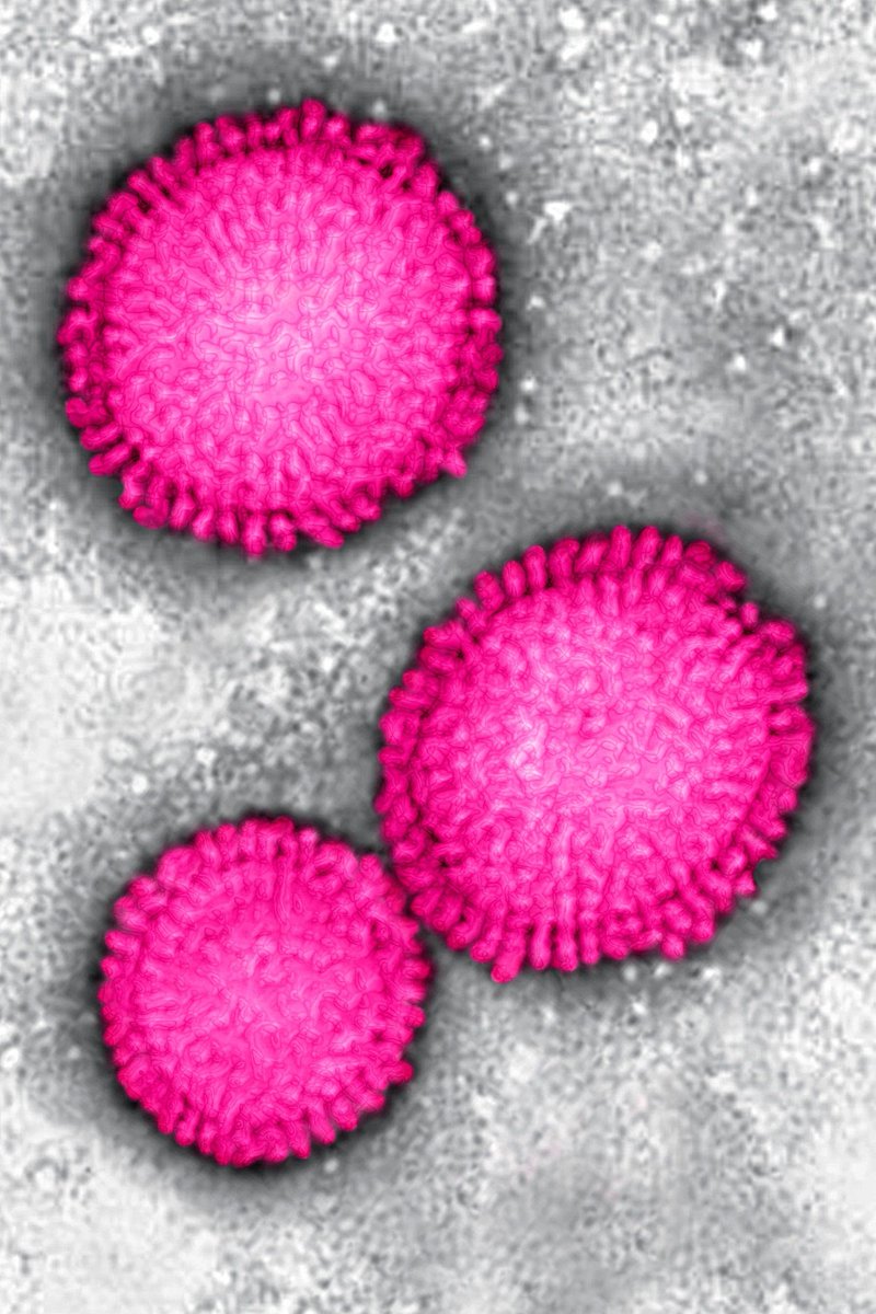 INEGI_chemtrail's tweet photo. @Aznar_Galindez Los virus se descubrieron en 1892, por dos biólogos. 
En 1939 se pudieron observar por microscopio. https://t.co/c090kIi50H
