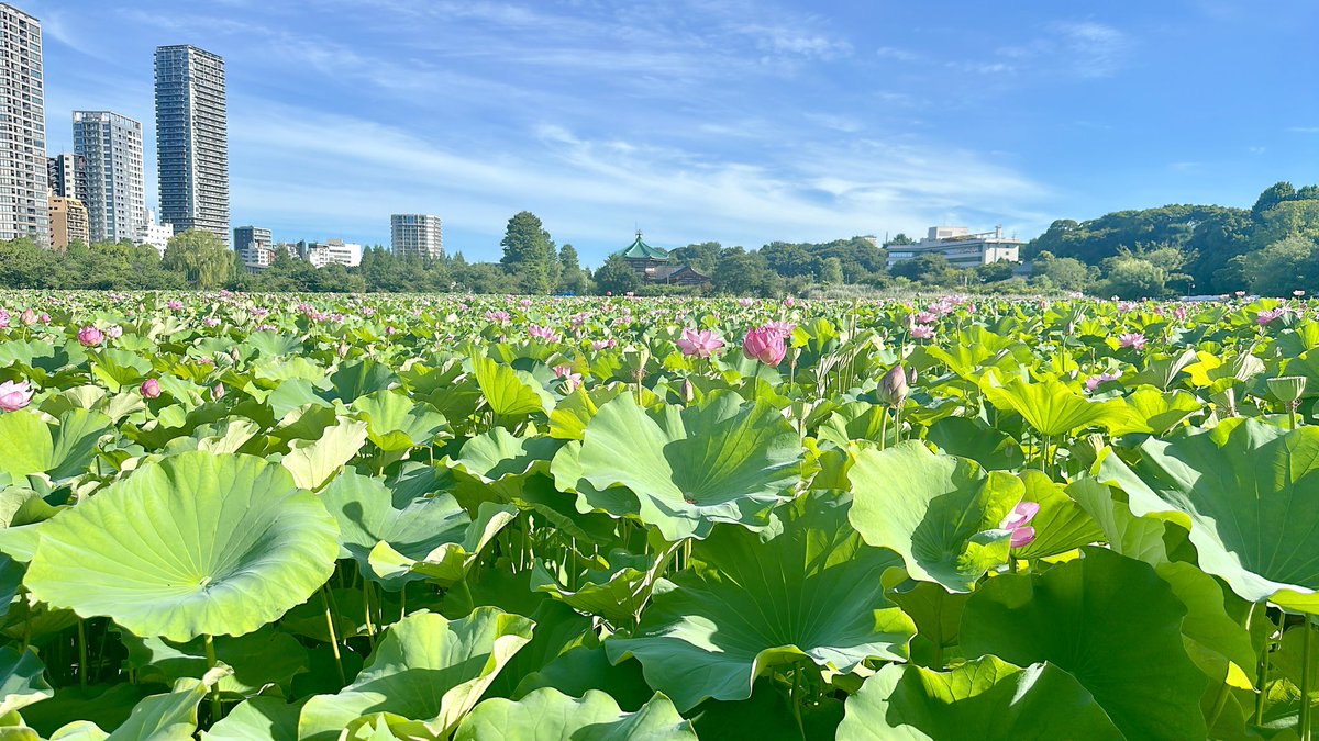 suzukotype's tweet photo. これは去年の上野公園。
そろそろ時期なので行かねば https://t.co/8ik6ifcWyD