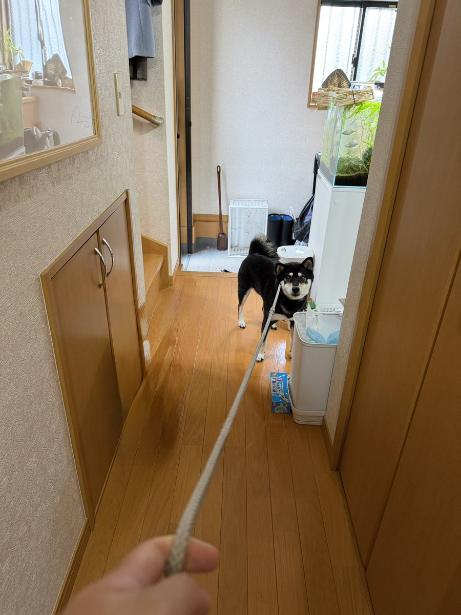 kuroshiba_ritsu's tweet photo. 洗われると察した犬 https://t.co/6gmdtf5qzN