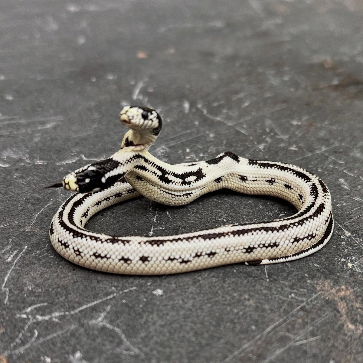 AMAZlNGNATURE's tweet photo. A rare 1 in 100,000 two-headed California kingsnake was born at East Bay Vivarium in Berkeley

Named Angel and Zeke, the snake shared one body with two brains and survived for nearly a year before dying just one day before its first birthday https://t.co/XjnHc4BDCp