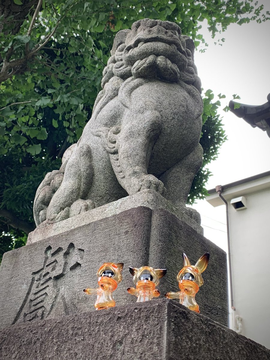 Rincoyume's tweet photo. 雨が止んでたのでさっそく外に連れ出してみました🧡
琥珀カラー可愛いな〜✨
#バケタンブログ https://t.co/TBTpolz0HF