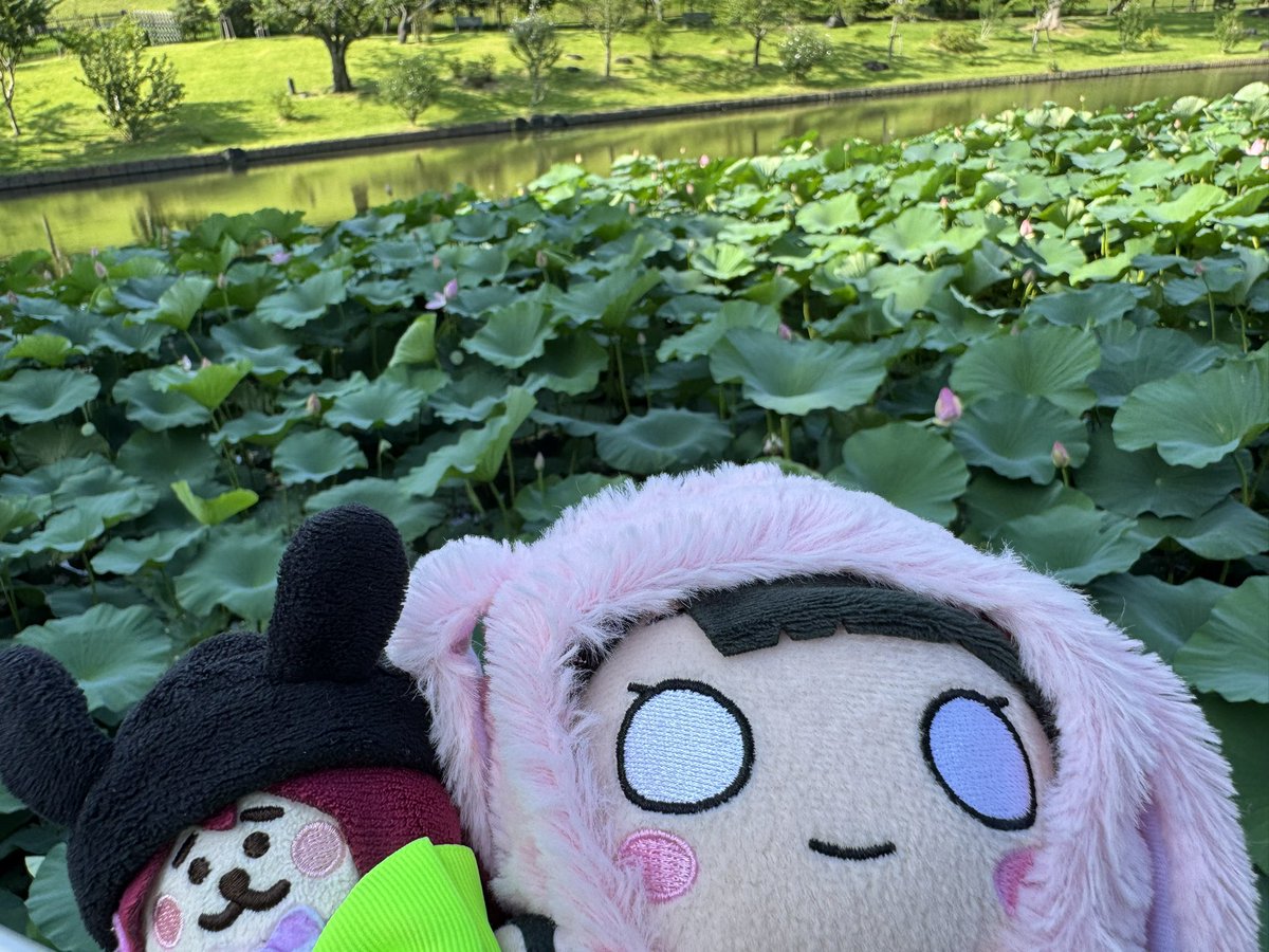 Tiger_Bluen's tweet photo. 蓮の花！！ https://t.co/IFonhis9E9