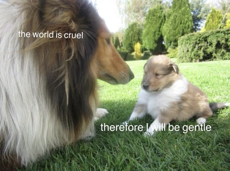 caninepoetry_ tweet picture