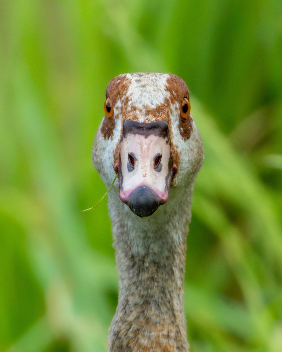harikakuslar's tweet photo. Nil Kazı/Egyptian Goose/Alopochen aegyptica https://t.co/3zNtj5u9q7