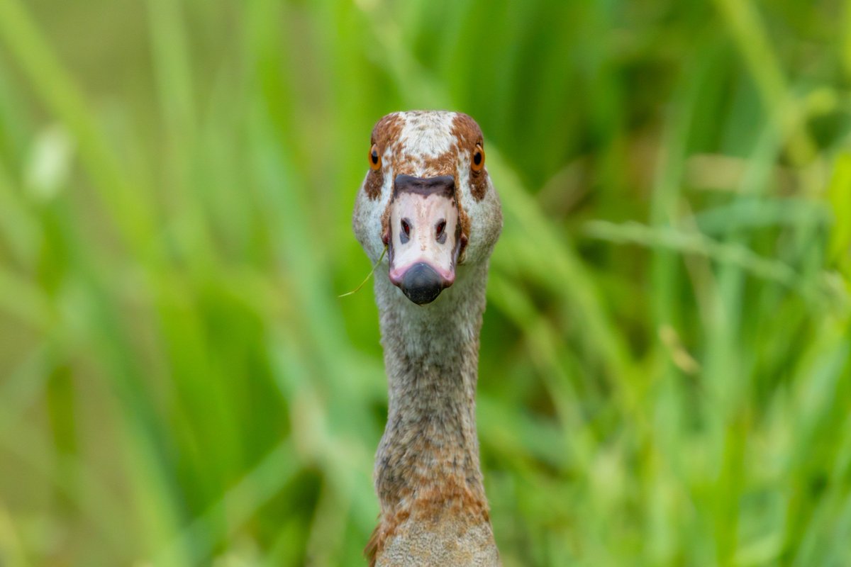 harikakuslar's tweet photo. Nil Kazı/Egyptian Goose/Alopochen aegyptica https://t.co/3zNtj5u9q7