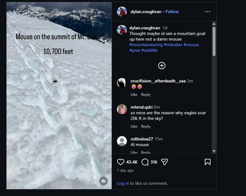 pmaker247's tweet photo. This is EXACTLY like when we ran the bear that was found on a mountain but this time people found a MOUSE 10,700 feet up on a mountain while they were climbing Mt.Baker  

The Instagram post is blowing up and it's still getting fresh comments

https://t.co/Rw9VOICAmS  

Literally The Nietzschean Mouse  

3wwU3njdLCT3ebRUrTFeHwKG6zamiiCKwmpShSK2pump