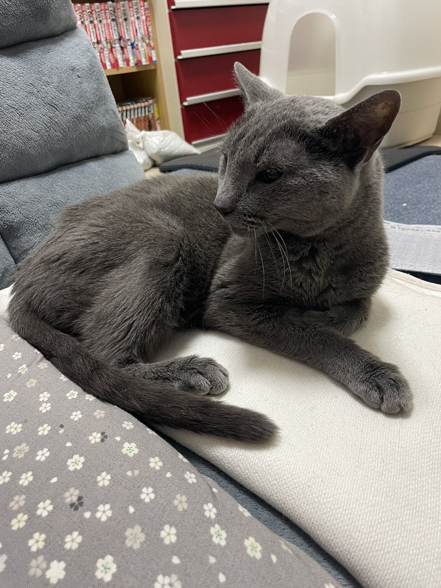 猫のいる生活